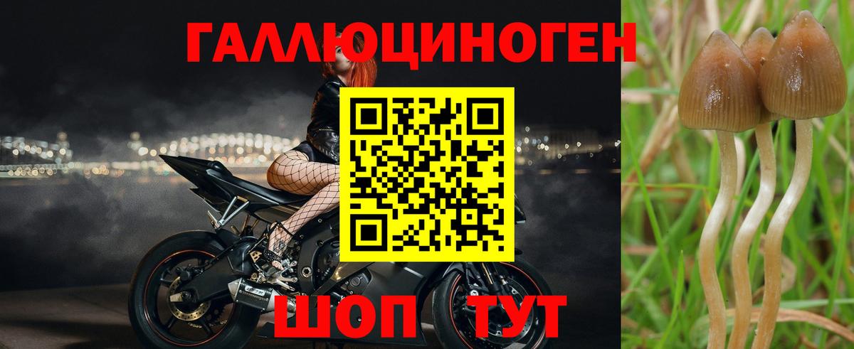 Галлюциногенные грибы Psilocybine cubensis  Вход с VPN  Псилоцибиновые грибы Cubensis  Ливны 
